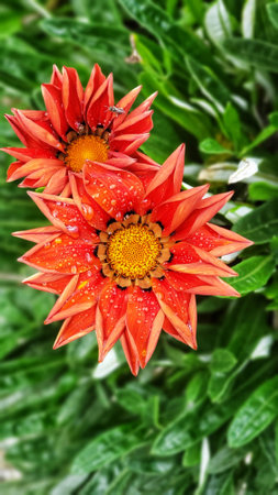 Gazania flower in a green garden in the backgroundの写真素材