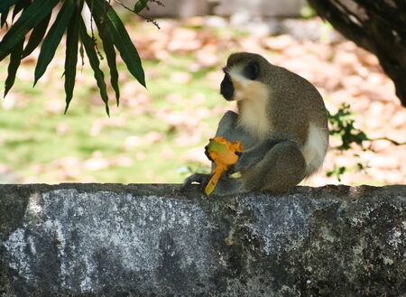 Green monkeys eating a ripe mango in Barbados