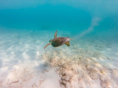 Sea hawksbill turtle swimming in clear caribbean seaの写真素材