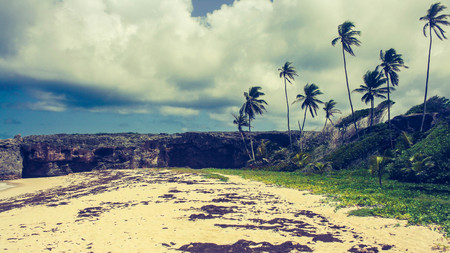 Palm trees in a lonely bay in Barbadosの写真素材
