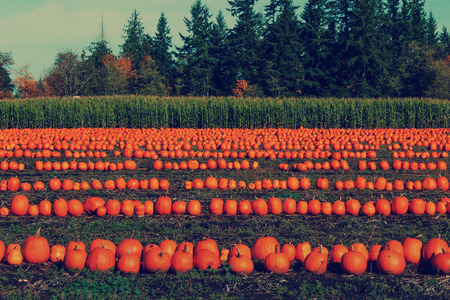 Halloween Pumpkins in a Pumpkin Patchの写真素材