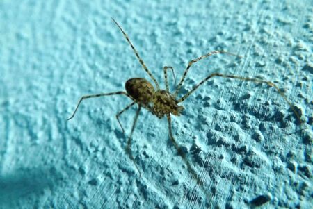 Common spider on blue background in macro.の写真素材