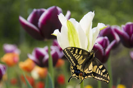 yellow end black butterfly on white tulipの写真素材