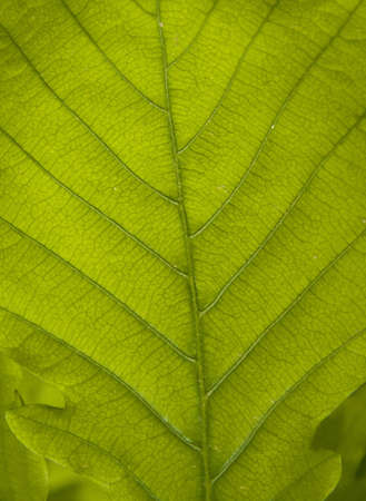 bright green leaf with vein backgrounds