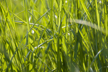 bright green grass summer background