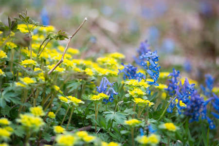 blue flowers in the green grass in the spring, close-upの写真素材