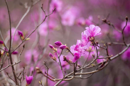 Flowering pink rhododendrons on branches background in forestの写真素材