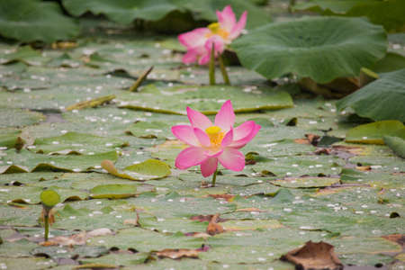 Beautiful lotus flowers with green leaves  on the lakeの写真素材
