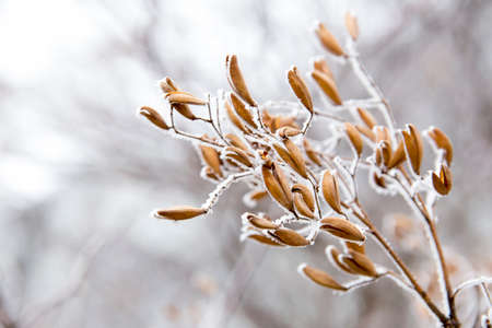frost on the branches, white winter backgroundの写真素材