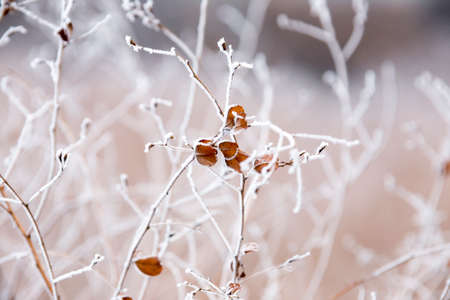 frost on the branches, white winter backgroundの写真素材