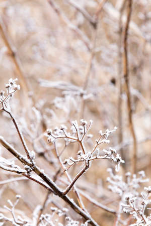 frost on the branches, white winter backgroundの写真素材