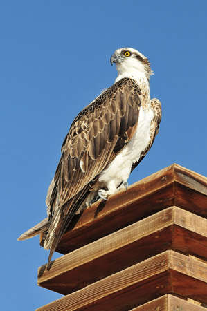 Egypt predatorの写真素材