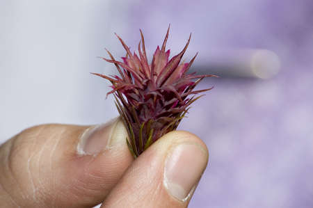 Sproutの写真素材