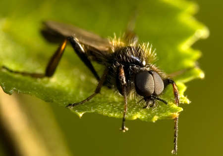 drosophila;