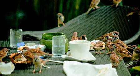 birds breakfast
