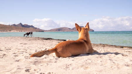 Two dogs friends enjoying paradise on a blue waters beach and sunny dayの写真素材