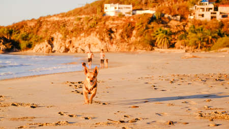Cute small dog running at the beach during sunset Pochutla, Oaxaca, Mexicoの写真素材