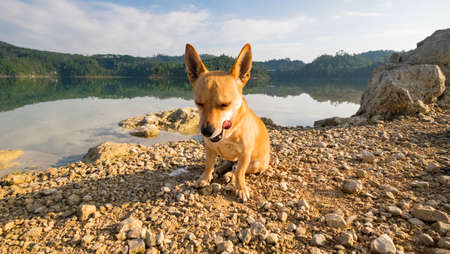 Jack russell terrier dog by the lakeの写真素材