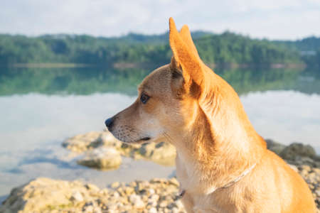  Jack russell terrier dog by the lakeの写真素材