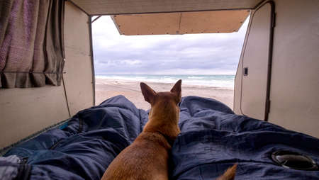 Baja California, Mexico - December 7ht, 2017: dog inside a camper van parked at the beach and looking into the seaのeditorial素材