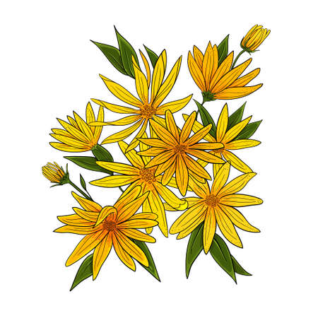 Vector artichokes flower bouquet isolated on whiteのイラスト素材