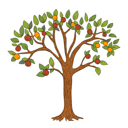 Apple tree. Vector colored art Isolated on whiteのイラスト素材
