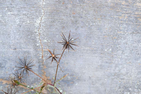 A blackjack plant against a wallの写真素材