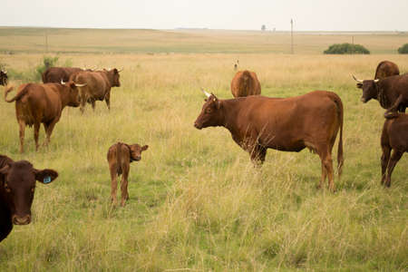 Cattle standing in a fieldの写真素材
