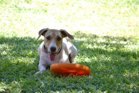 Jack russel playing with a frisbee in the gardenの写真素材