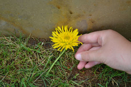 Hand touching a yellow flower against cementの写真素材