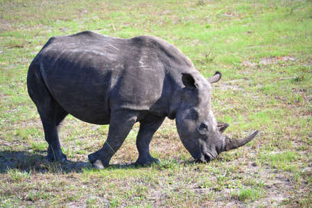 Rhino standing in fieldの写真素材