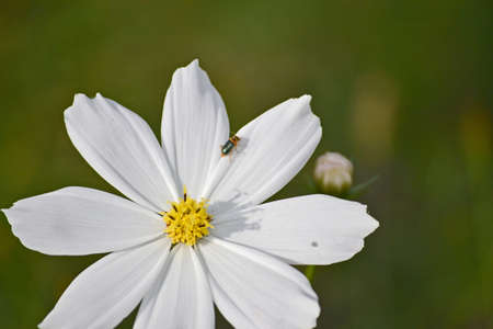 White flower with small bugの写真素材