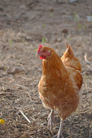 Chicken walkingの写真素材
