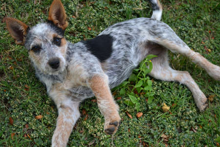 Australian cattle dog lying on the grassの写真素材