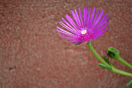 Purple flower in front of wallの写真素材