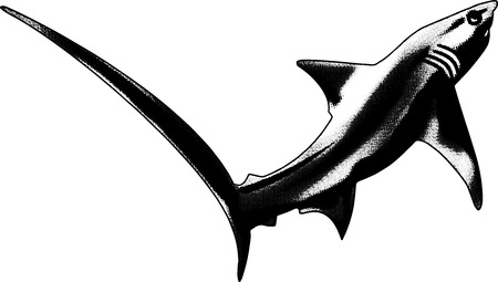 this is a design for a souvenir shirtのイラスト素材