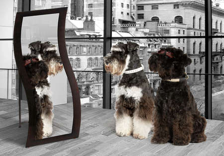 Cuple Shnauzer looking at the mirror