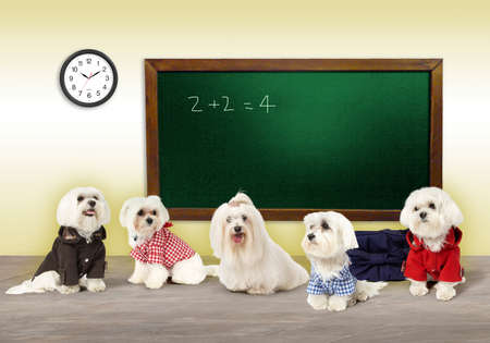dog breed artistic imageの写真素材