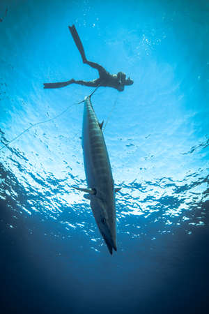 A spearfished with a prized wahoo