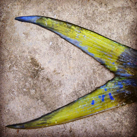 Mahi Mahi tail