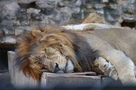 SLEEPING LION AFRICA ANIMAL CAT FELINE WILDLIFE ZOO FURの写真素材