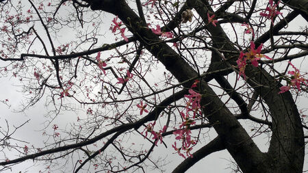 Tree and pink flowers
