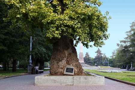 VOLGOGRAD, RUSSIA - October 19, 2015: Memorial poplar is a living witness of the great Patriotic war. Square of the fallen Fighters, Volgograd, Russiaのeditorial素材