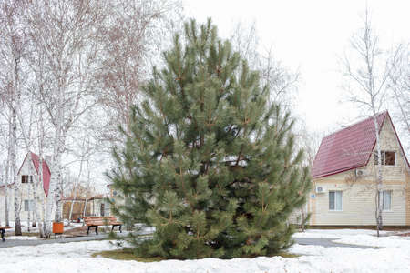 Tree a pine in the winter among snow in the parkのeditorial素材