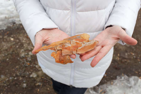 Hands of the person hold dry wood bark in hand in the winterの写真素材