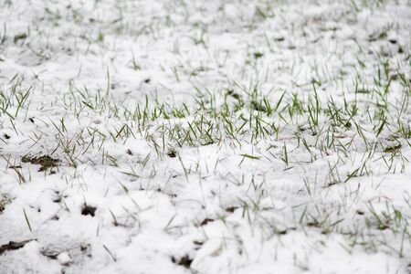 Young green plants sprout from the earth on snow in the springの写真素材