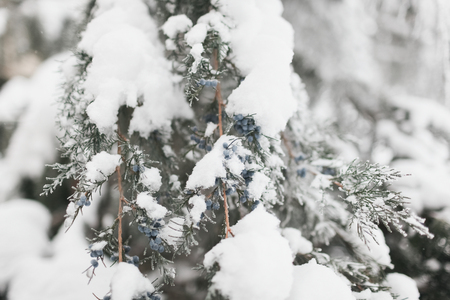 The branch of a coniferous tree covered with fluffy white snow in the winterの写真素材