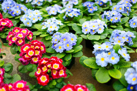 Blue decorative flowers in pots are on the tableの写真素材