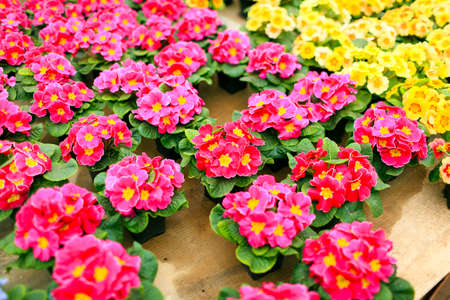 Multicolored decorative flowers in pots are on the tableの写真素材