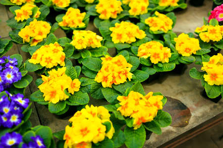 Yellow flowers in pots are on the tableの写真素材